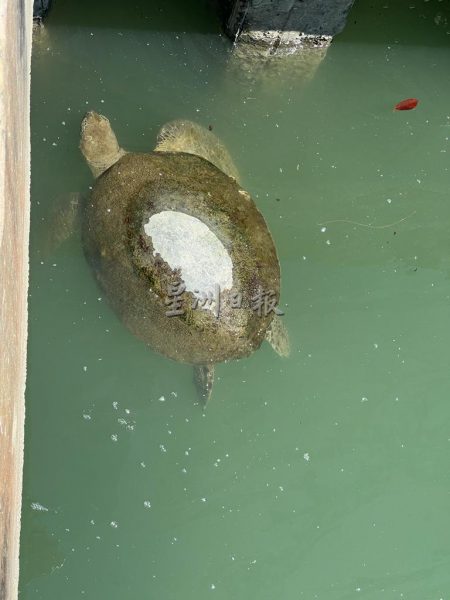 供FB／大海龟误闯发电站海域，民防队解救重回大海