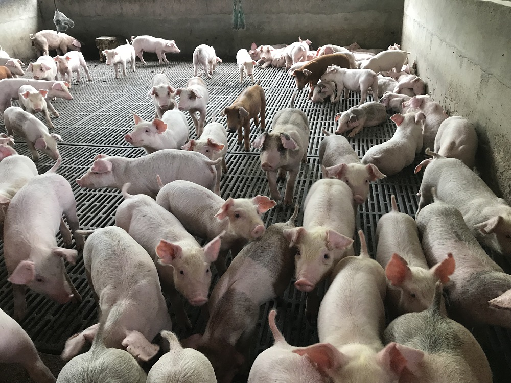 大霹雳时事焦点／霹今年6养猪场关闭 饲料涨猪价低一头亏250令吉