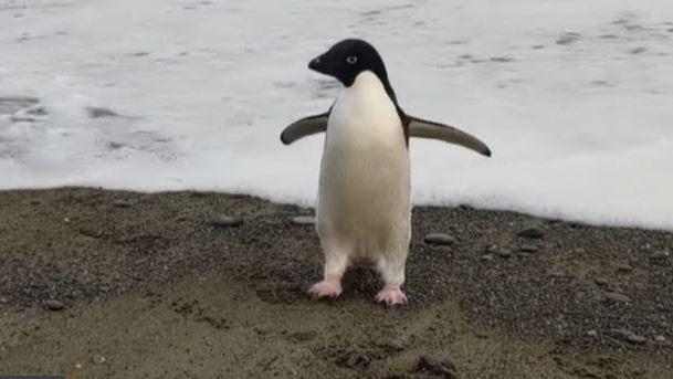 南极企鹅迷路3000公里