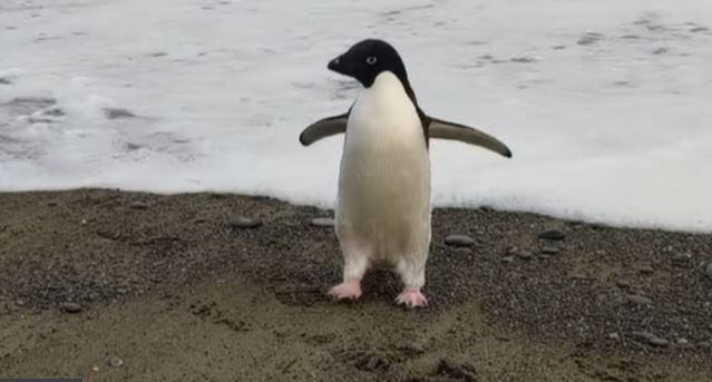 拼盘  南极阿德利企鹅迷路3000公里　流落纽西兰 