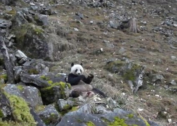 拼盘／原来不只是吃竹　巡护员目击大熊猫吃羚牛骨头