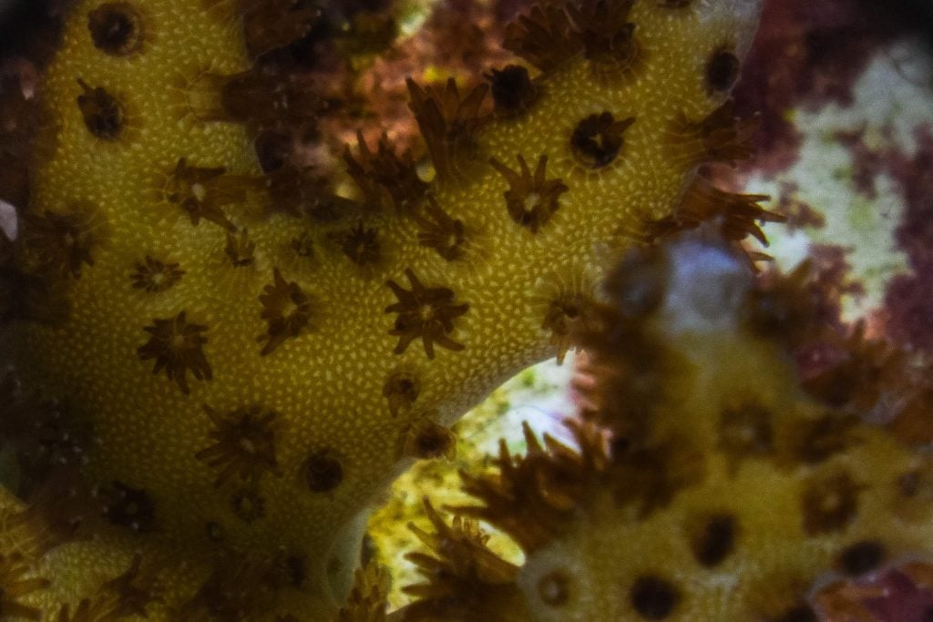 新教育（11月16日）第2版：海洋生态学家如何拯救珊瑚