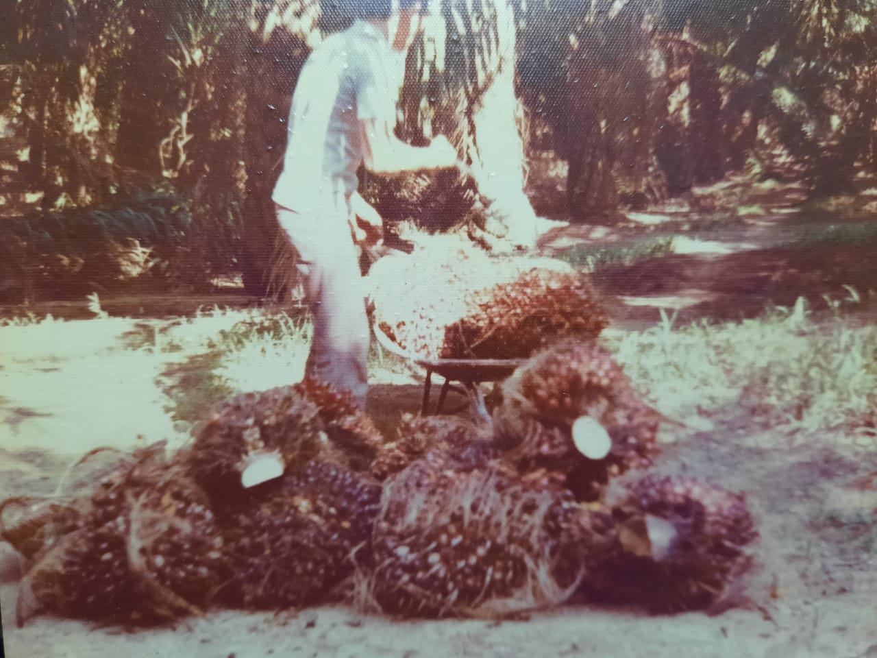 有故事的人（见报日23/11）：70年代的割棕果工人