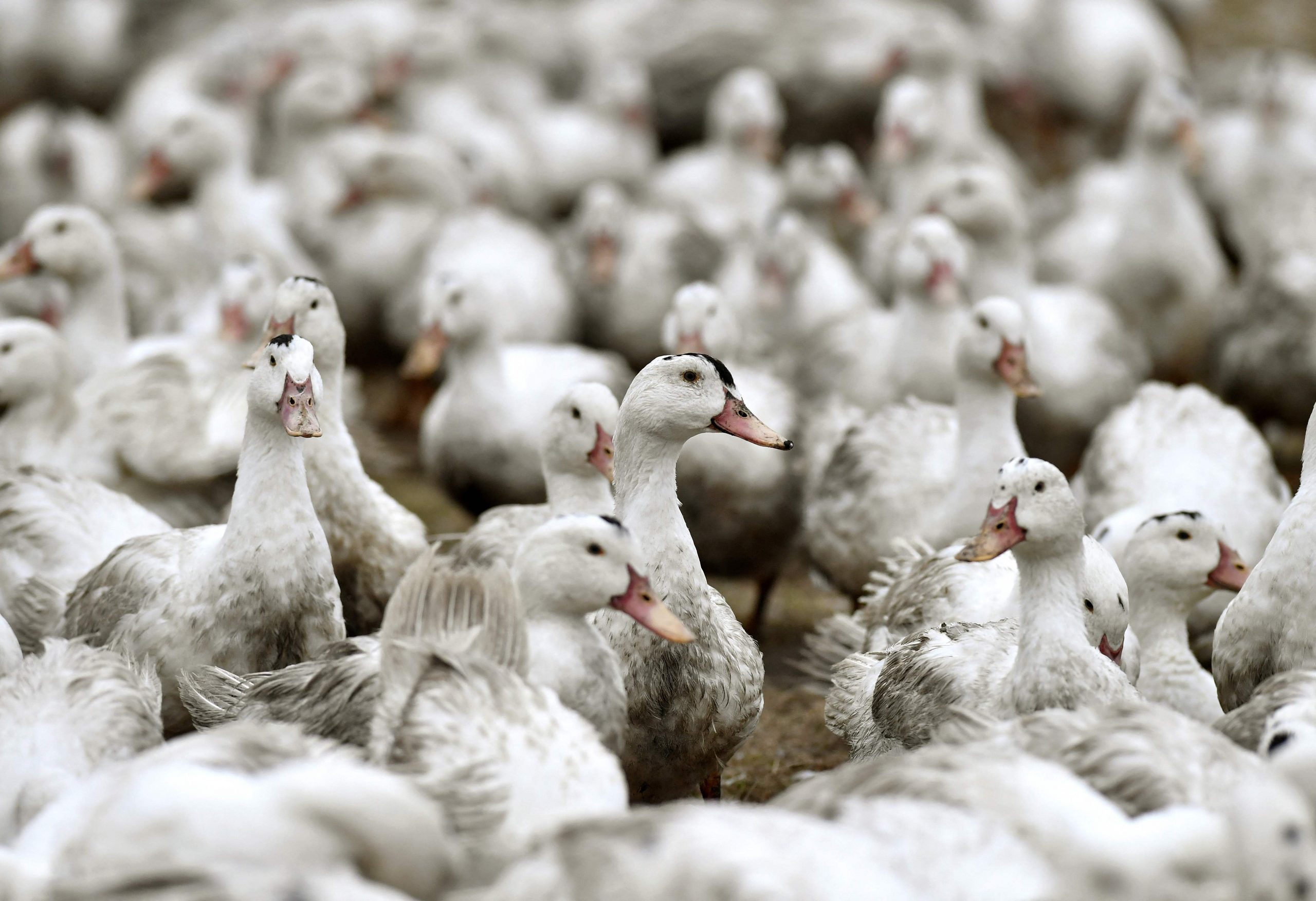 欧洲禽流感病例增加 法国调升风险警报到最高级