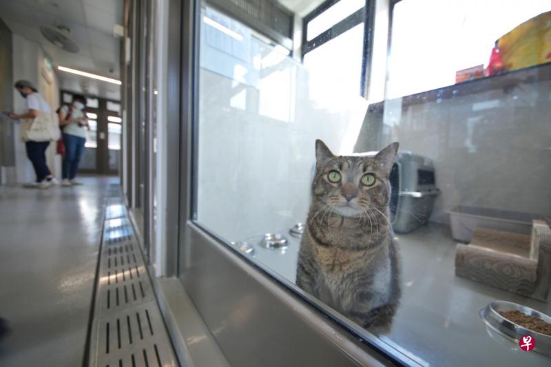 狮城新动物检疫中心开幕 采先进科技保障生物安全