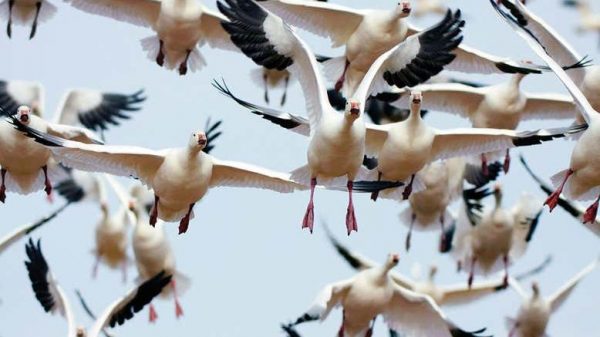 研究：气候变化致鸟类体型变小翅膀变长以助降温