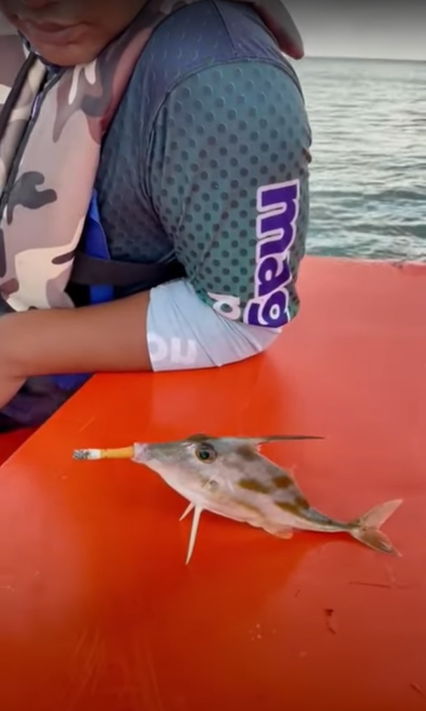 视频 | 拿香烟塞鱼嘴巴！钓鱼者虐鱼取乐遭炮轰