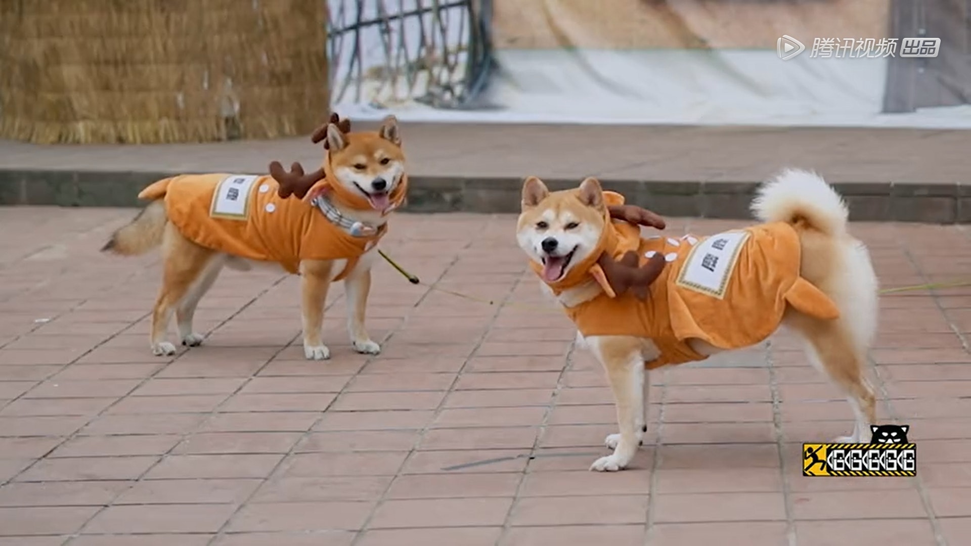 造假！ 邓超鹿晗游东北　用柴犬扮梅花鹿