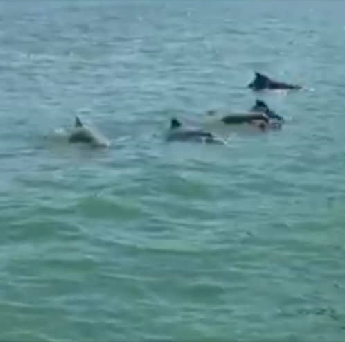 （大北马）平安岛游客拍到海豚群