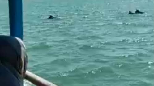 平安岛出现海豚群 游客欣喜