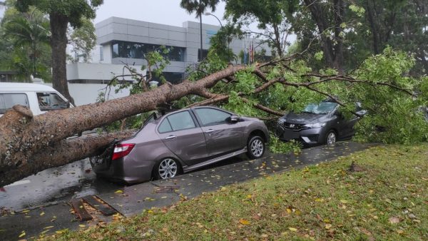me03主文--大都会/暴风雨导致树倒压坏车和屋顶
