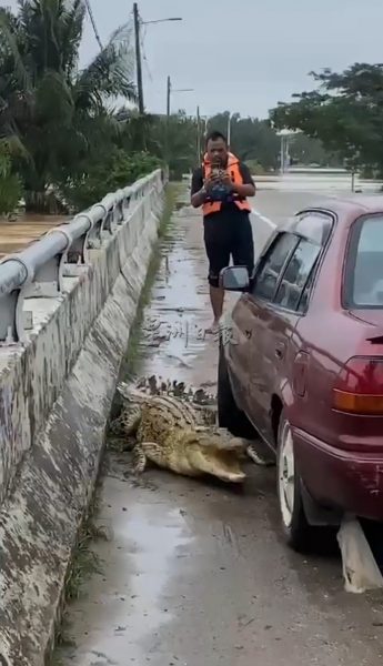 供FB／宁宁河水涨引水患，鳄鱼也上岸避难