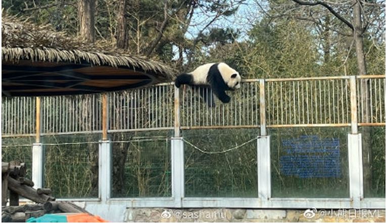 功夫熊猫 ！ 北京动物园熊猫图翻欗逃跑
