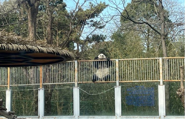 功夫熊猫 ！ 北京动物园熊猫图翻欗逃跑