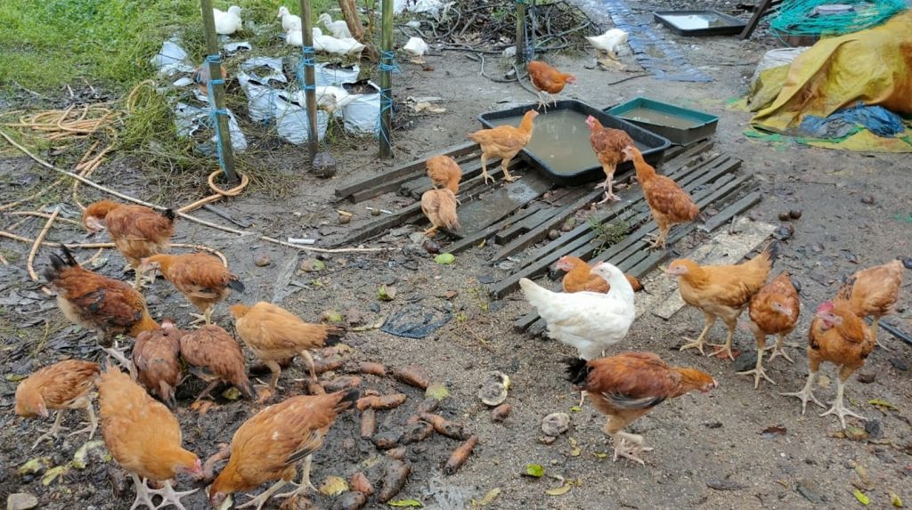 大霹雳时事焦点／天气潮湿饲料质量影响 走地鸡死亡率高料涨价