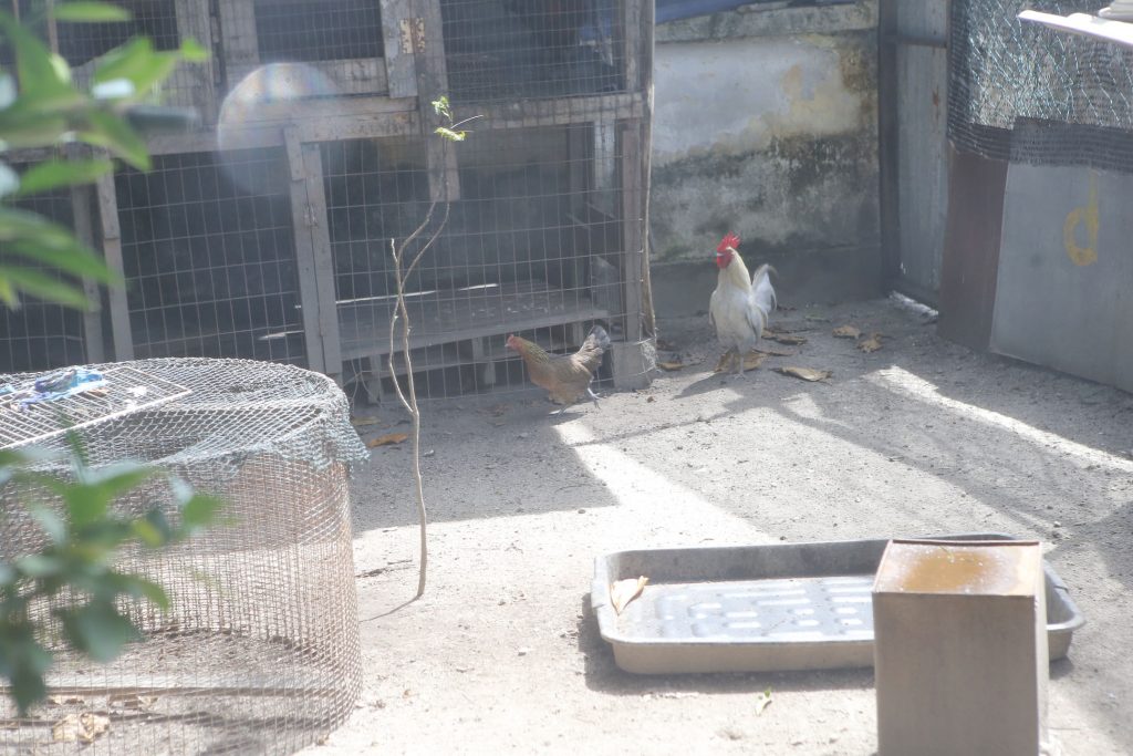 大霹雳时事焦点／怡城市农耕社区菜园 允1英亩土地饲养家禽