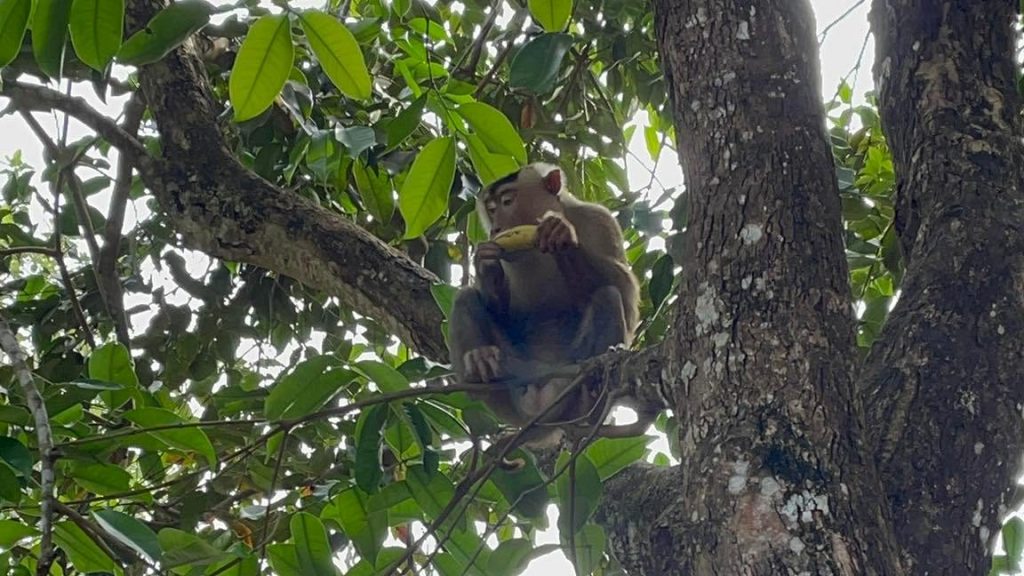 投食野猴影响生态   南峇山野猴群惯性出没山脚讨食