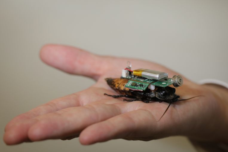 拼盘 必下 新加坡科学家研制半机械蟑螂，有望应用在未来灾难现场救难   