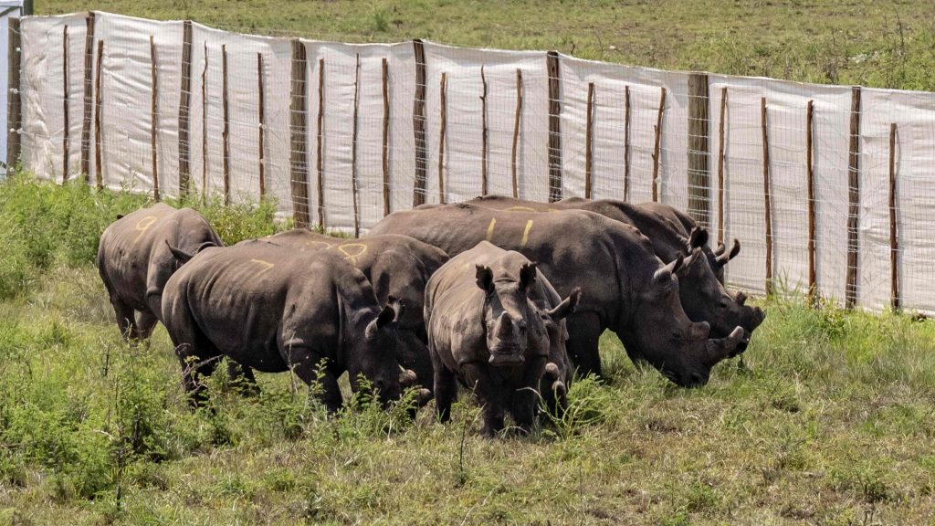 30白犀牛乘专机抵卢旺达