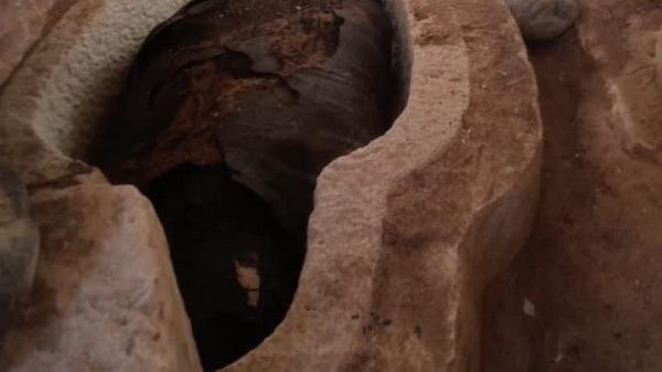 埃及出土两具距今超过2500年的“金舌”遗骸