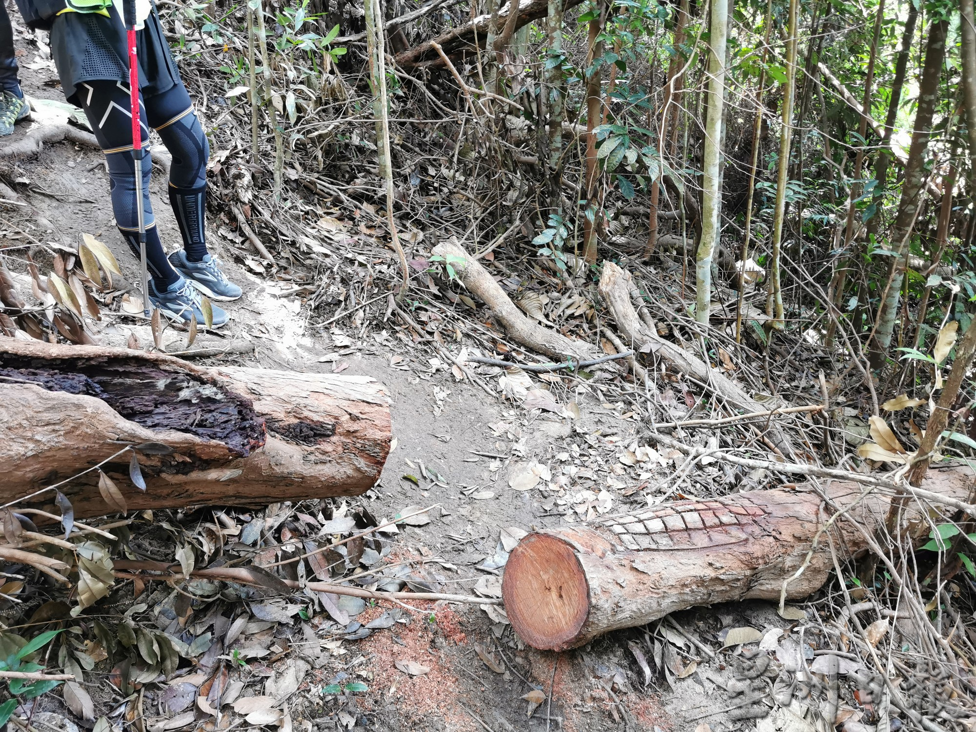 柔：封面：善心美事：登山者边爬山边护山，清理垃圾增安全设施