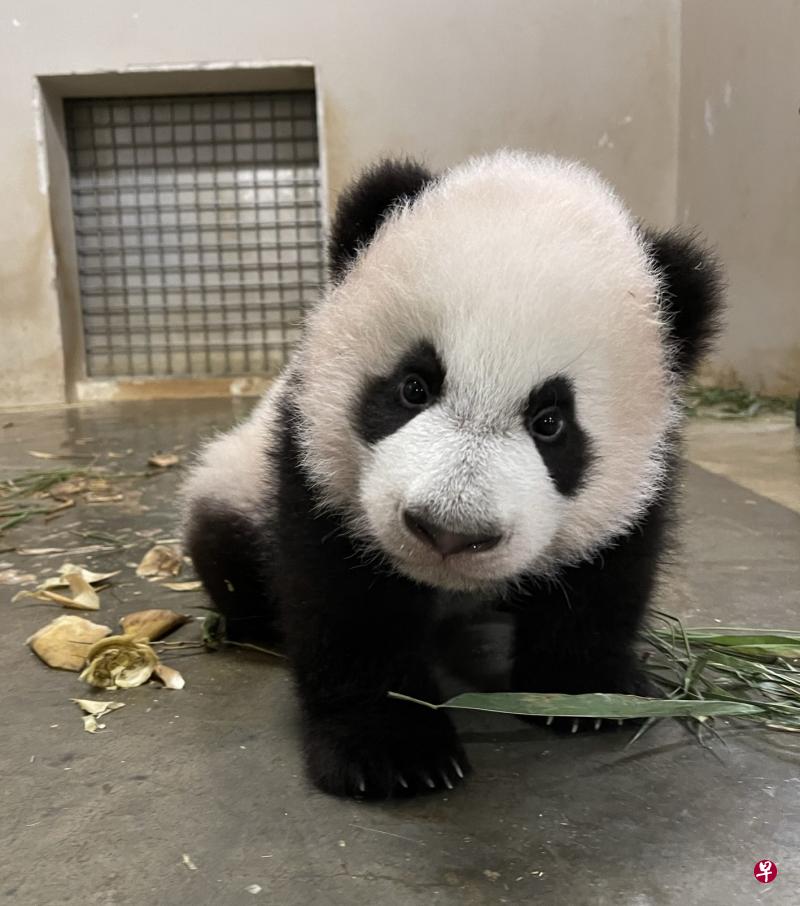 狮城大熊猫宝宝取名叻叻　明日起河川生态园会客