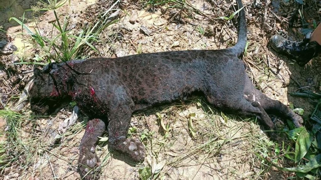 袭击野生动物局官员 黑豹遭开3枪轰毙