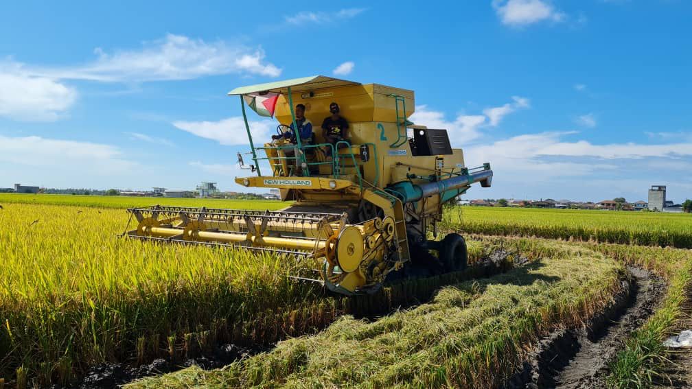 雪州议会：稻产量剧减，稻农收入大减，甚至倒贴！