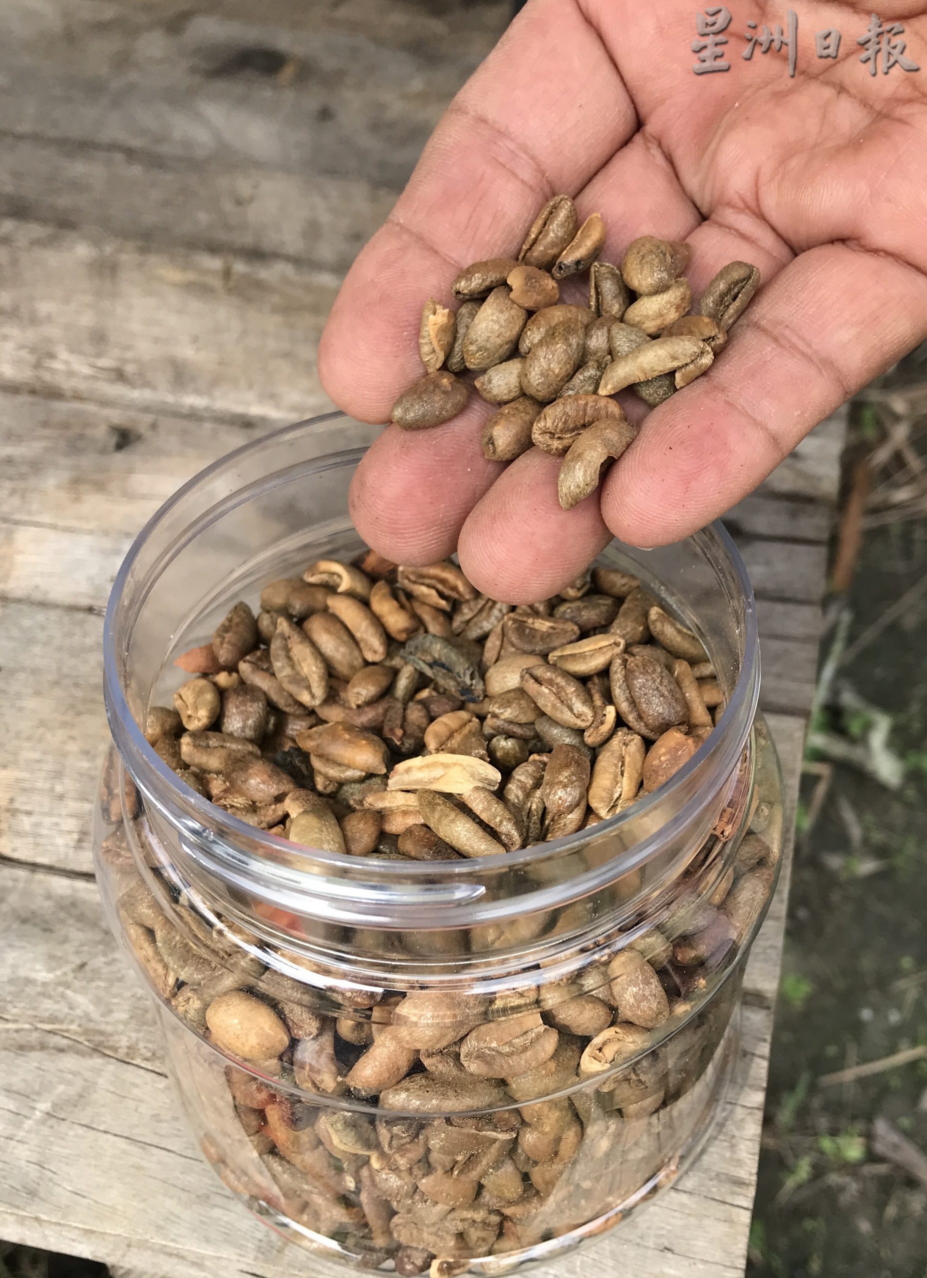 霹：农的传人：自种自制自泡 赖比瑞亚咖啡江沙飘香