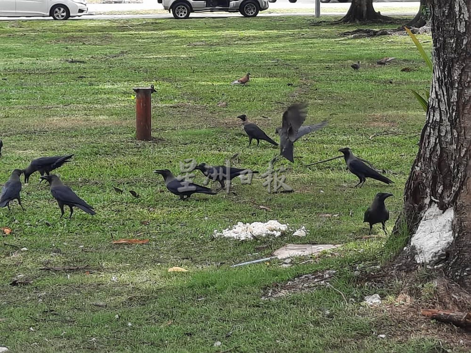 （古城第三版主文）居民喂养乌鸦，哥打拉沙马那乌达玛组屋区乌鸦满为患
