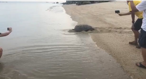 （大北马）海龟到丹绒武雅海滩产卵引起注意