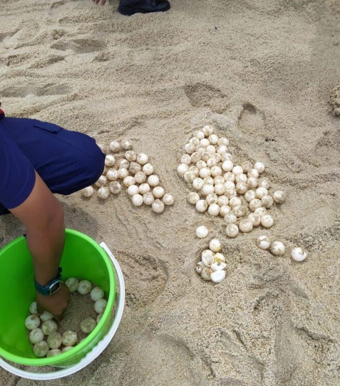 （大北马）海龟到丹绒武雅海滩产卵引起注意