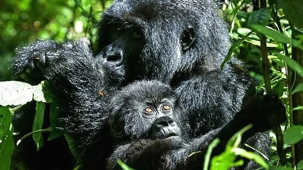 Too many gorillas? The great apes’ hunt for space in Rwanda