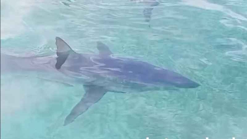 尖吻鲭鲨惊现马布岛 遊客大呼“最特别体验”