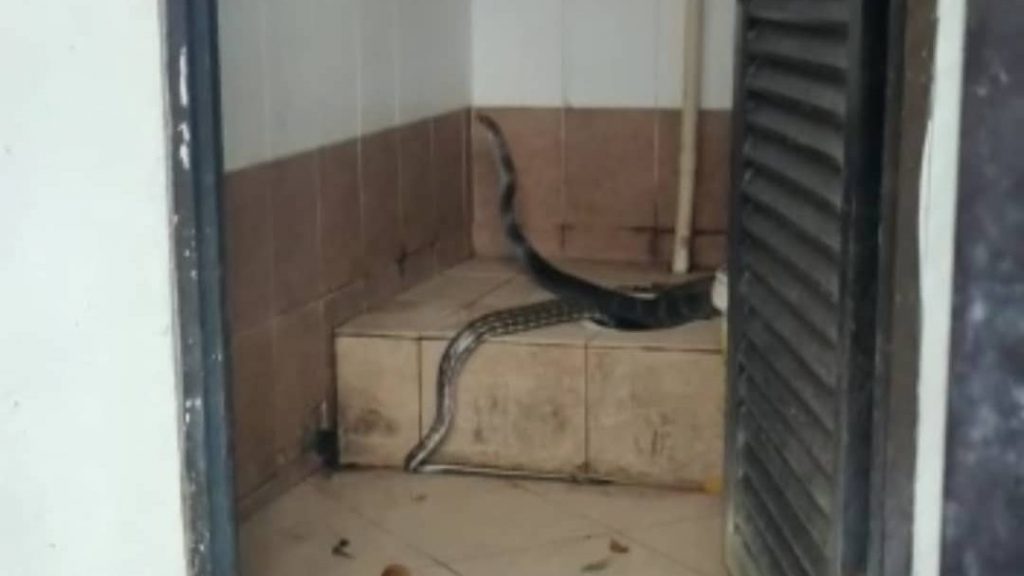 登山客公厕遇“熟客” 9尺长蛇在蹲厕喝水