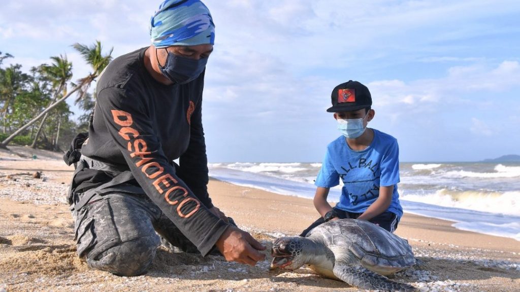 本月第四宗海龟死亡事故 小绿海龟疑误食塑料死亡