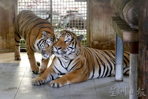 【老虎保育01】野生动物救援中心：养虎为救