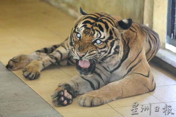 【老虎保育01】野生动物救援中心：养虎为救