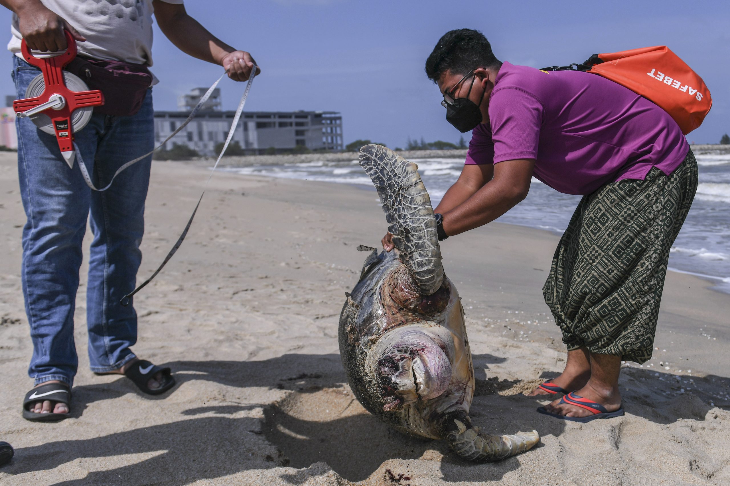 东：继周四发现一只疑误食塑料死亡的小海龟，登州海滩周五再发现2只绿海龟的尸骸。