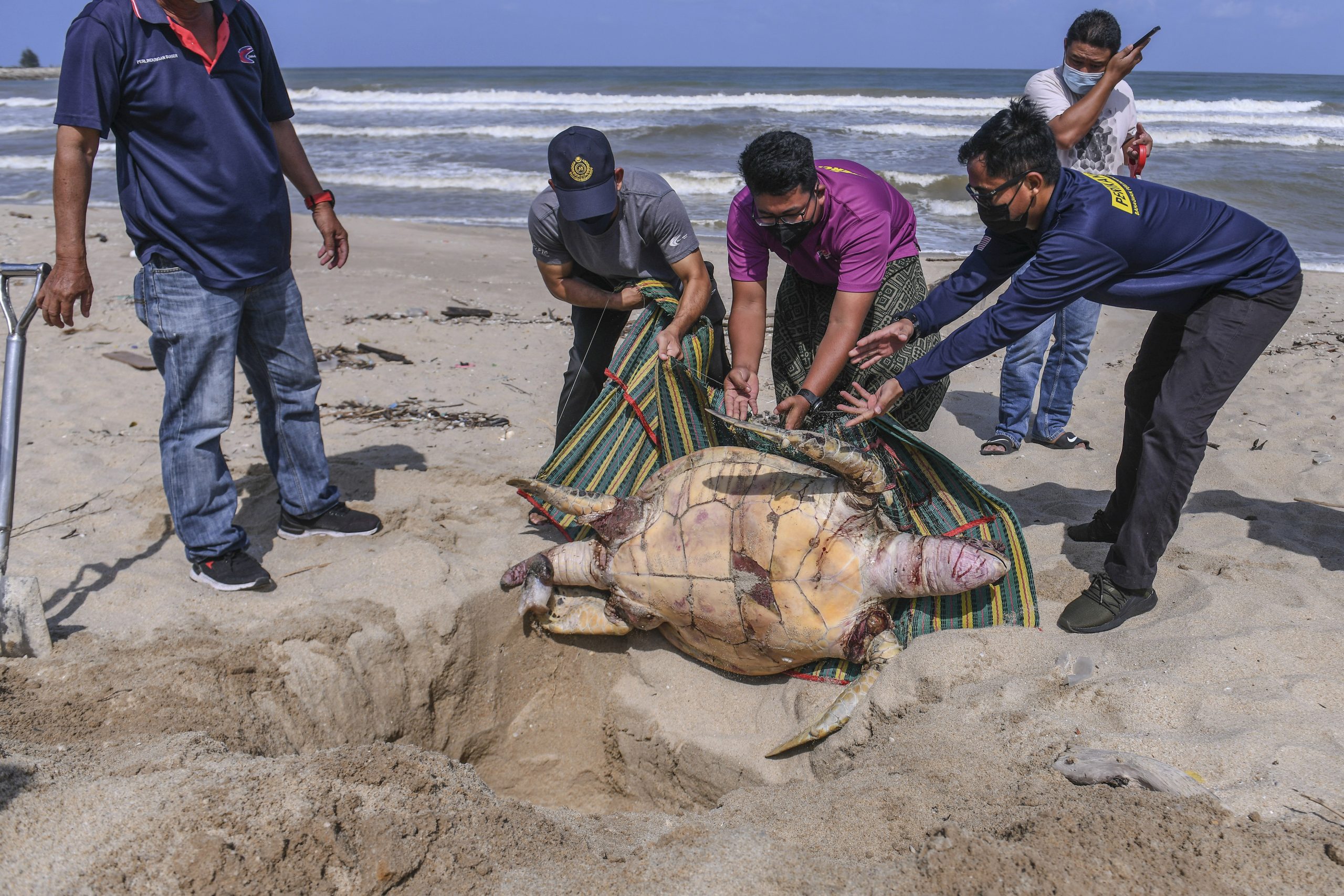 东：继周四发现一只疑误食塑料死亡的小海龟，登州海滩周五再发现2只绿海龟的尸骸。