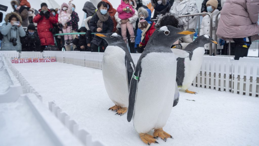 哈尔滨企鹅外出“溜达” 与游客同乐