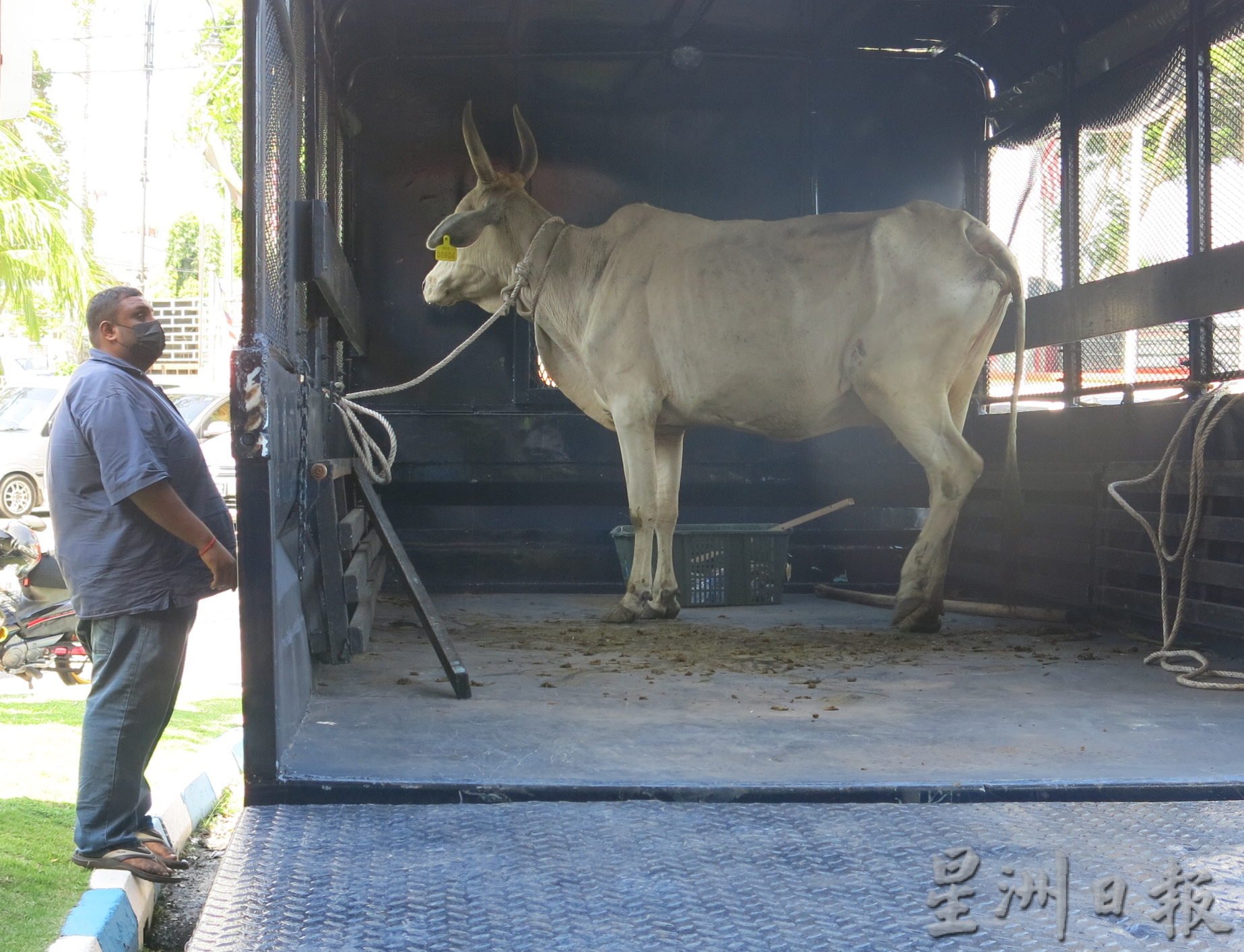 大霹雳时事焦点／一人以3100令吉得标 曼绒市会拍卖游荡牛