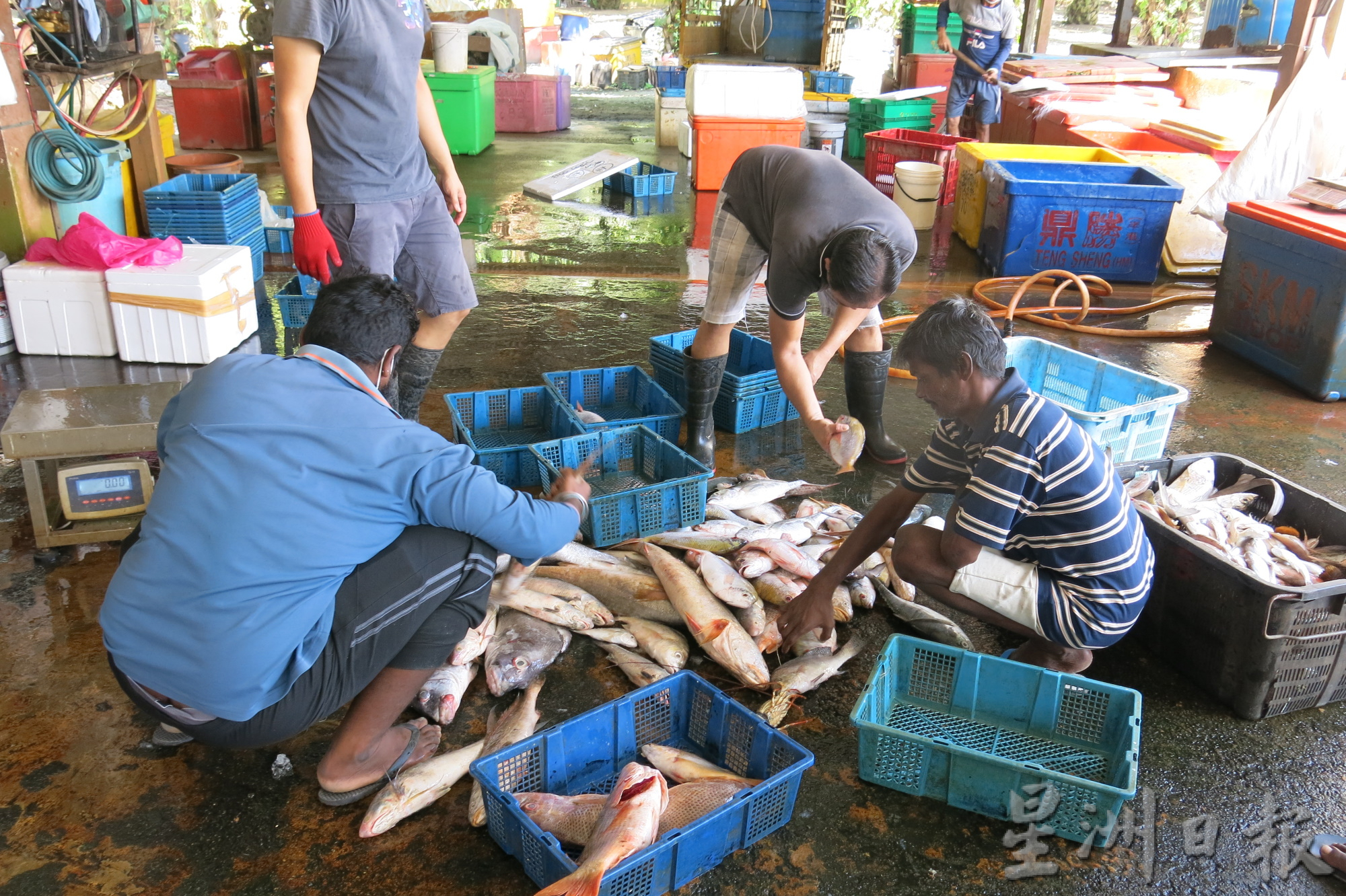 大霹雳时事焦点／渔民担心被取缔不出海 鱼虾歉收价格飙涨 