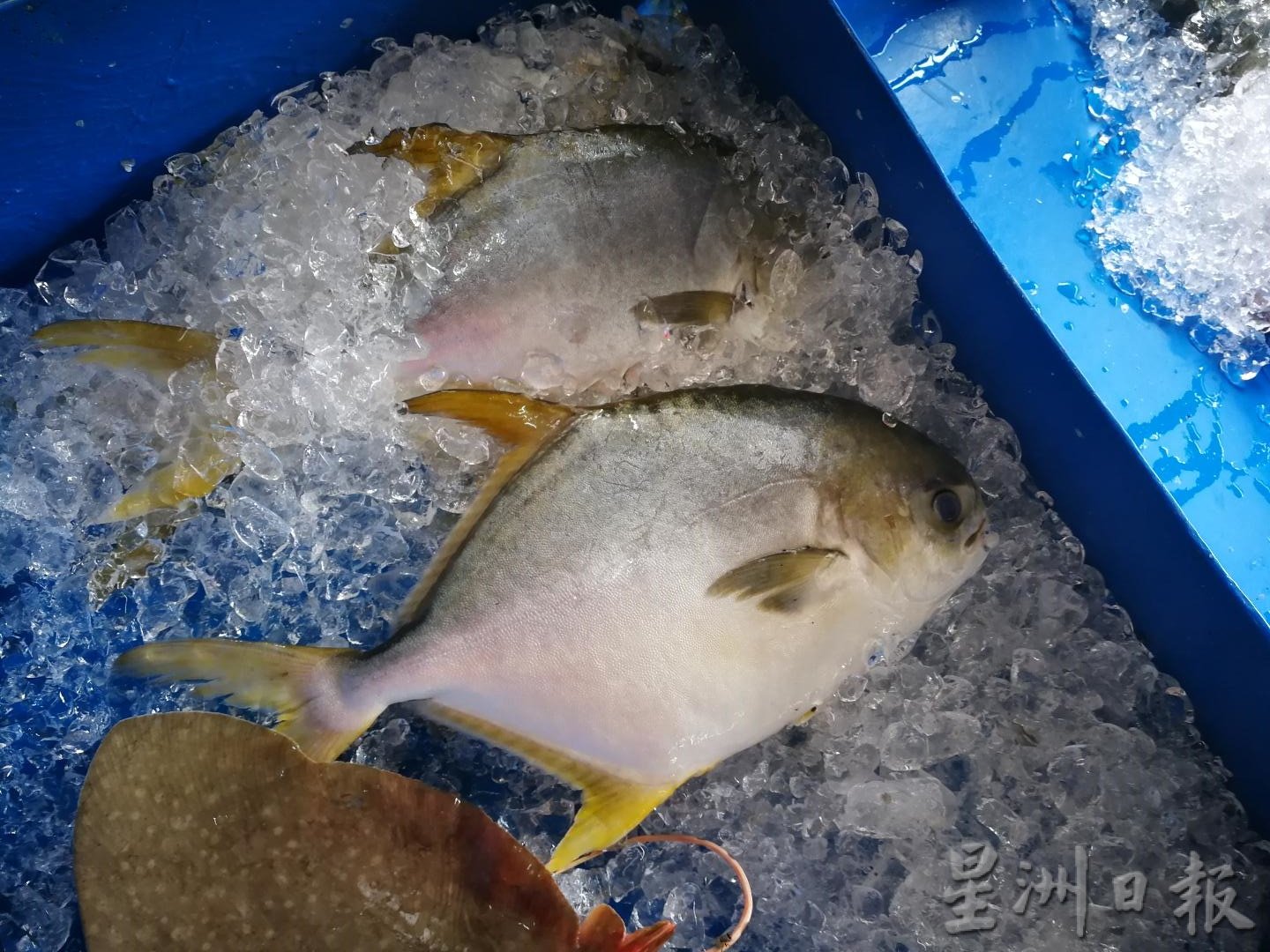 大霹雳时事焦点／渔民担心被取缔不出海 鱼虾歉收价格飙涨 