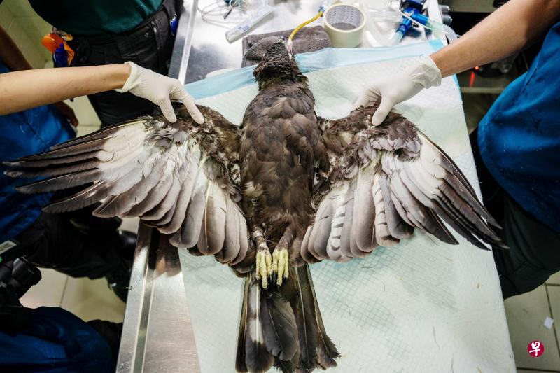已签发-新加坡-为受伤凤头鹰雕双翼及尾巴植入“新”羽毛