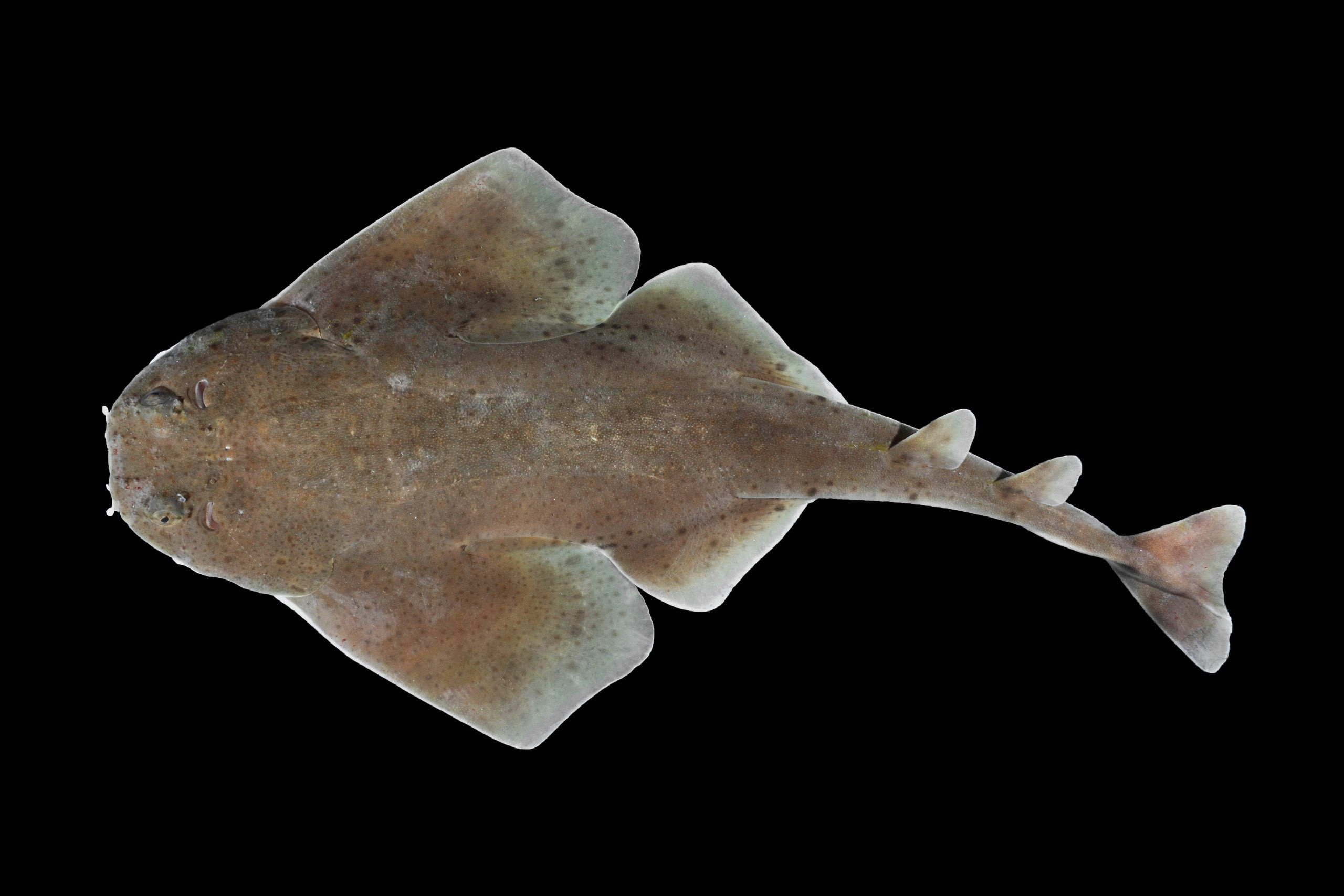 巴拿马一热带研究所发现天使鲨新物种