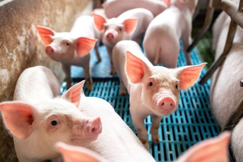意大利／受非洲猪瘟威胁　农民忧虑猪肉出口受打击