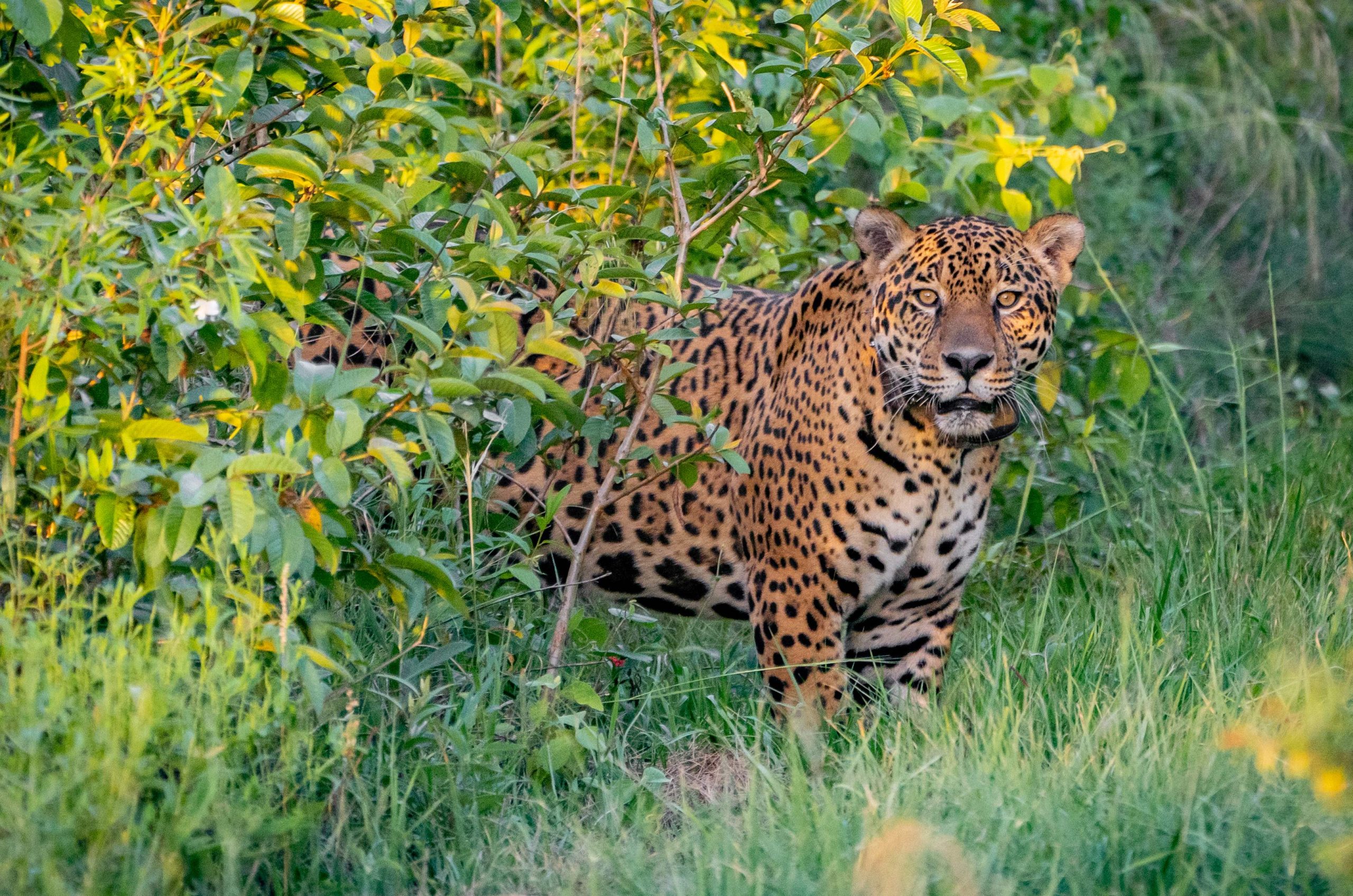 拼盘 2图／雄性美洲豹放归野外　促进濒危物种保育