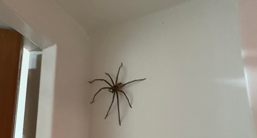 新加坡/巨型蜘蛛现身吓坏屋主 网嘲：是蜘蛛侠！