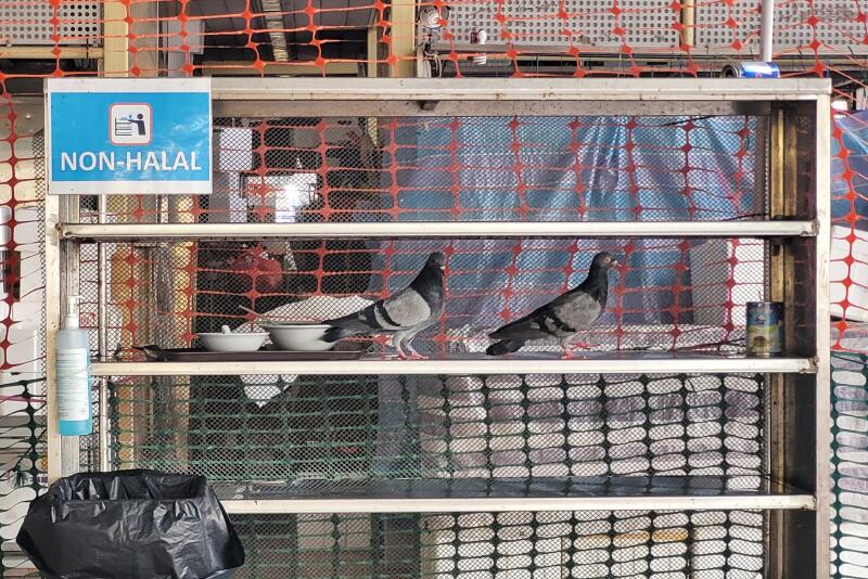 新加坡|巴刹熟食中心鸽子八哥猖獗 碗盘收集站．鸟粪从天降